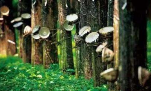 天然橡膠期貨波動金額大不大？